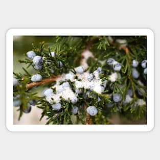 Snowy Christmas Pine Tree Branch Sticker